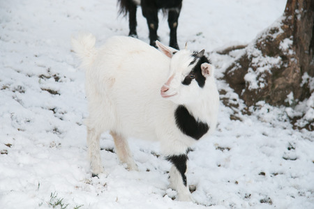 Portrait of baby tibetan dwarf goat in the snowの写真素材