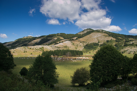 Apennines lake with wild livestock in Lazio, Italyの写真素材