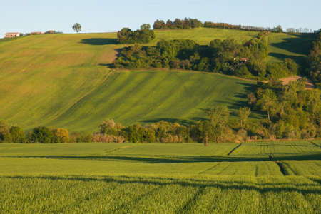 Green rural hills typical of the marche region at the beginning of spring season