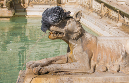 Pigeon drinking on the Gaia fountain at the Campo square, Sienaのeditorial素材