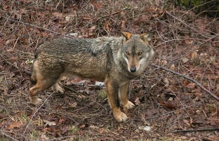 Wonderful gray wild wolf walking in the forest