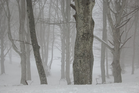 Spooky tree in fog. Old magical tree with big branches. Mystical winter forest in fog. Fairy forestの写真素材