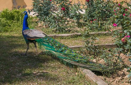 Portrait of beautiful  Indian wild peacock, Pavo cristatus in the rose gardenの写真素材