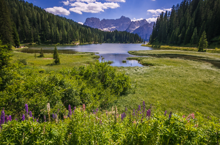 Wild flowers in the famour Misurina lakeの写真素材