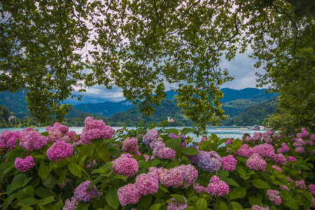 BLED, SLOVENIA - JULY 14, 2019: Romantic view of the famous Bled lake with hortensias flowersのeditorial素材