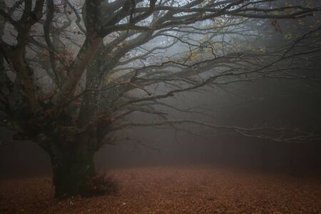 Typical dark autumn landscape with giant beech tree lost in the fogの写真素材