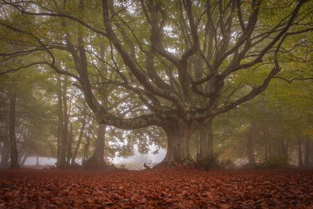 A walk in nature among the secular beech trees of Canfaito with fog, a large plateau situated on the slopes of Monte San Vicinoの写真素材