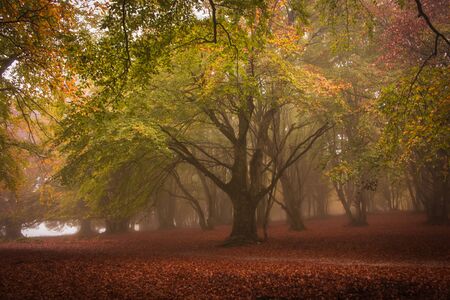 Enchanted forest of Canfaito with fog in the autumn season