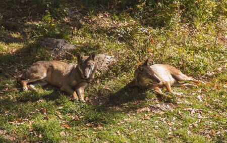 The wolves in the wildlife area of Civitella Alfedena