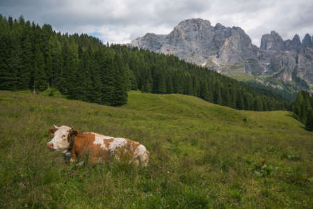 Typical alpine landscape with beautiful cow sitting in the grass in Val Venegia, Trentino, Italyの写真素材