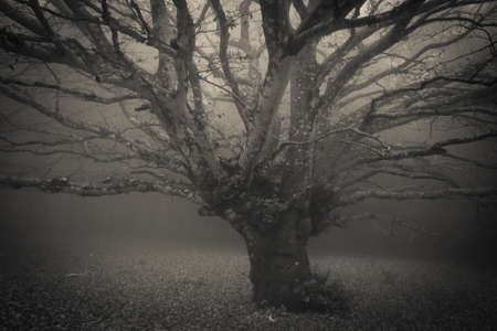 Black and white view of big beech tree in the fog during autumn day in the park of Monte Cucco, Umbriaの写真素材