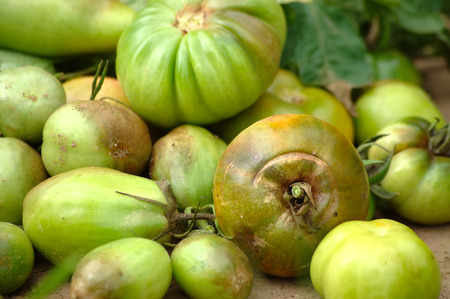 Late blight on tomatoesの写真素材