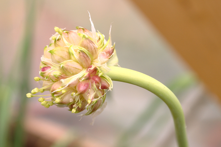 Young garlic bulbil on the plantの写真素材