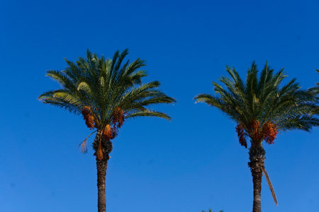 Tropical palm trees under blue skyの写真素材
