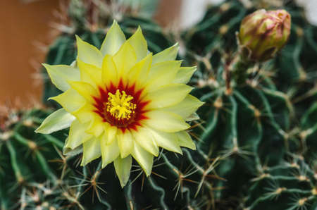 Blooming of cactus flower. Named Hamatocactus setispinusの写真素材