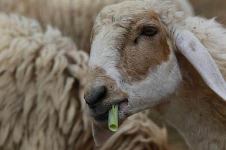 sheep bite