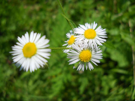 Daisiesの写真素材