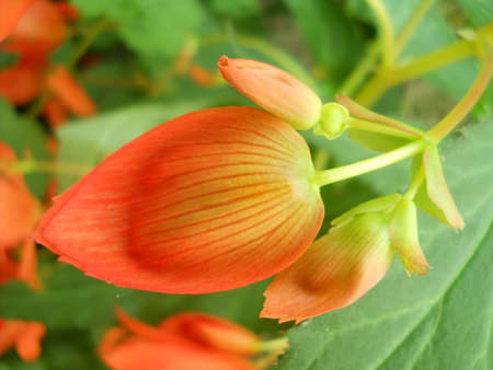 Orange flowerの写真素材