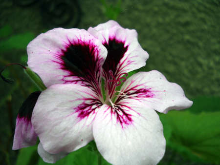 purple spots on a flowerの写真素材