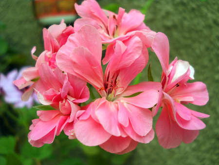 Pink flowerの写真素材