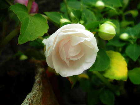 Newborn flowerの写真素材