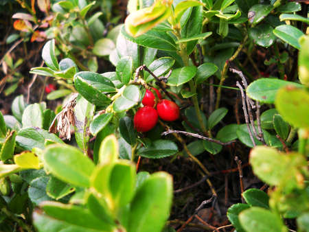 cranberriesの写真素材