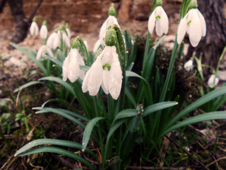 snowdrops in a rainy dayの写真素材