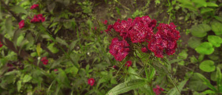 Wet flowersの写真素材