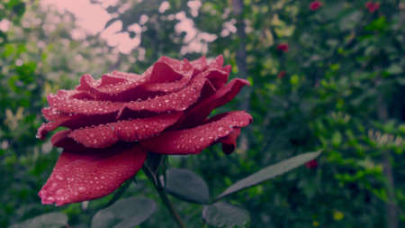 Rose in the rainの写真素材