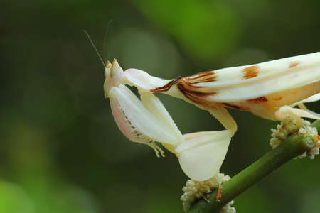 Praying Mantis on the branch.の写真素材
