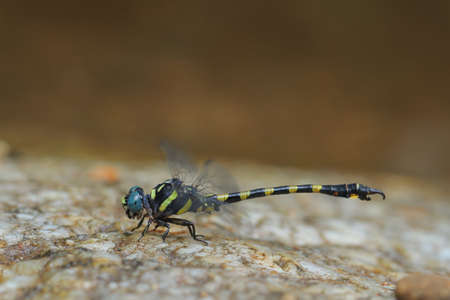Dragonfly on the stone.
