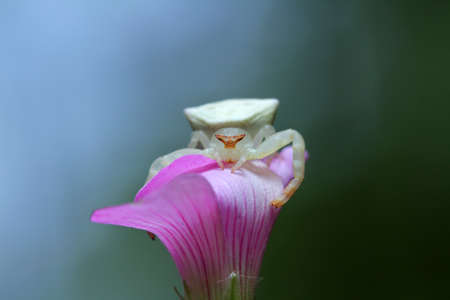 Crab Spider on the flower.の写真素材