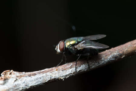 Flies on black background.