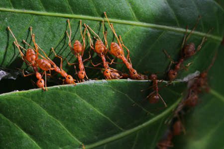 Ant team.の写真素材