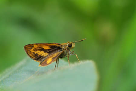 Skipper Butterflyの写真素材