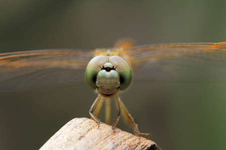 The eyes of Dragonfly