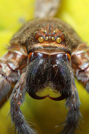 Molt Spider