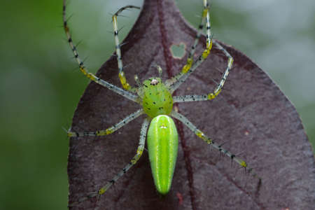 Lynx Spider