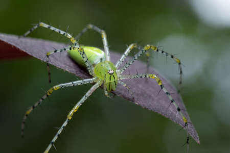Lynx Spider