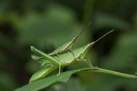 Grasshopper mating