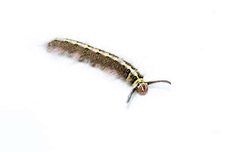 Caterpillarの写真素材