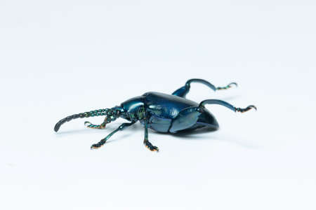 Tricolor Big legged Beetleの写真素材