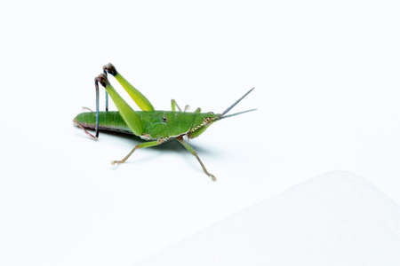 Green Grasshopperの写真素材