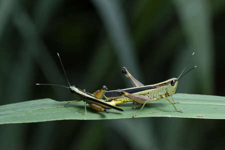 Grasshopper matingの写真素材