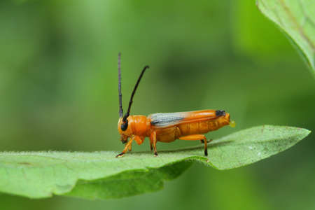 Short-horned Beetle