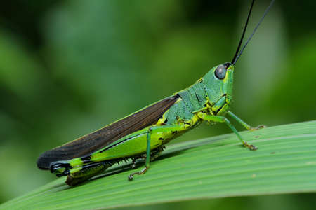 Grasshopper
