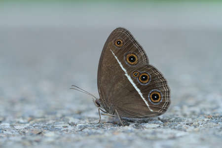 Brown Butterflyの写真素材