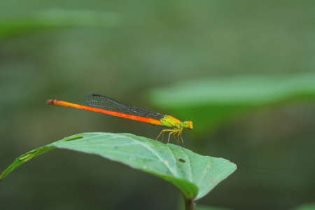 Damselflyの写真素材