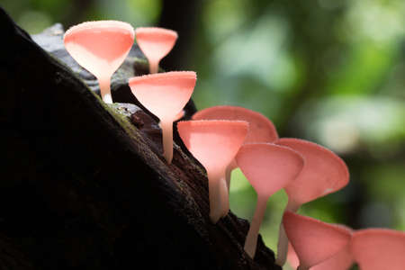 Fungi Cup mushroom / Pink Burn Cup in Forestの写真素材