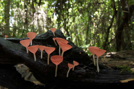 Fungi Cup mushroom / Pink Burn Cup in Forest